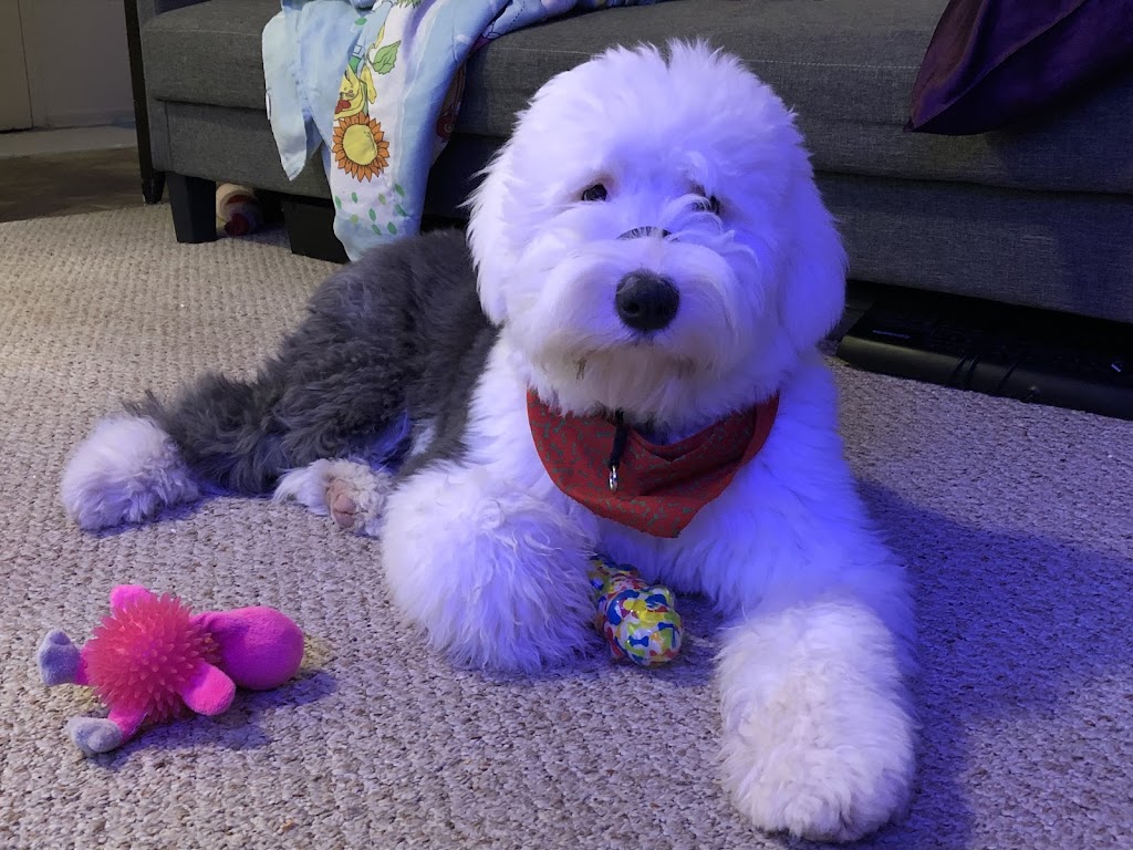 Tasiahills Reg. Old English Sheepdogs | 20 Mill St, Markham, ON L3P 1K9, Canada | Phone: (416) 399-8110