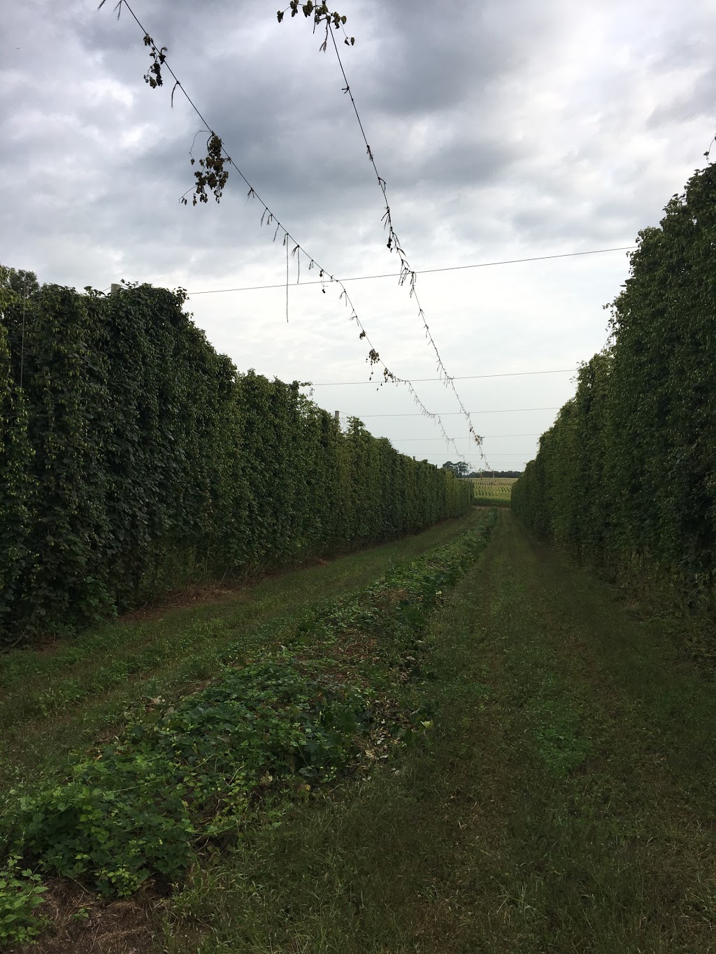 VQH Farms | Hop Farm | 56616 Eden Line, Eden, ON N0J 1H0, Canada | Phone: (519) 983-0783