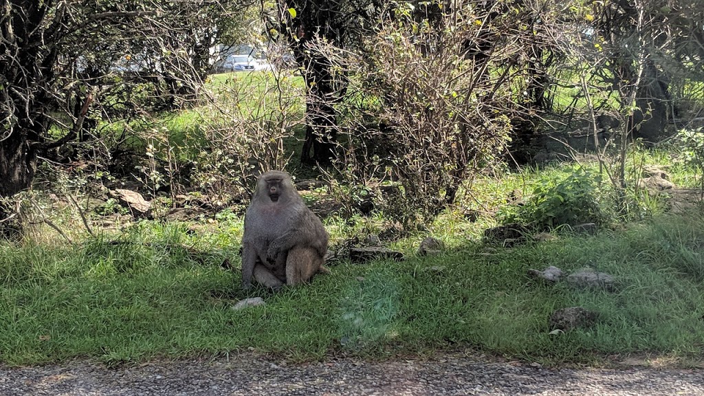 Timbavati White Lion Country | Flamborough, Hamilton, ON N1R 5S2, Canada