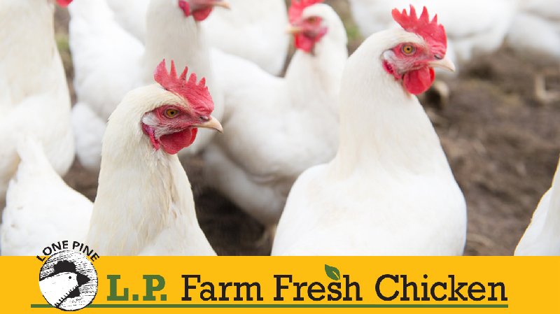 Lp Farm Fresh Chicken | NW 6 39-17 Lone Pine Farming Box 250, Botha, AB T0C 0N0, Canada | Phone: (403) 742-3454 ext. 2298