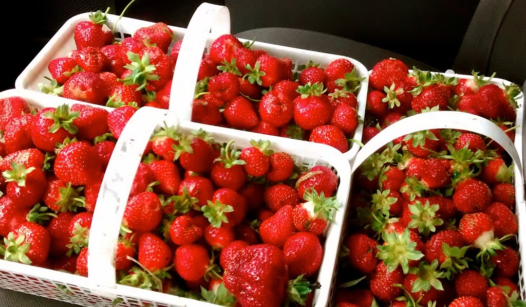 Fat Chance Farmstead, Kingston CSA Farm, Organic Strawberries | 3711 County Rd 38, Harrowsmith, ON K0H 1V0, Canada | Phone: (613) 539-5569