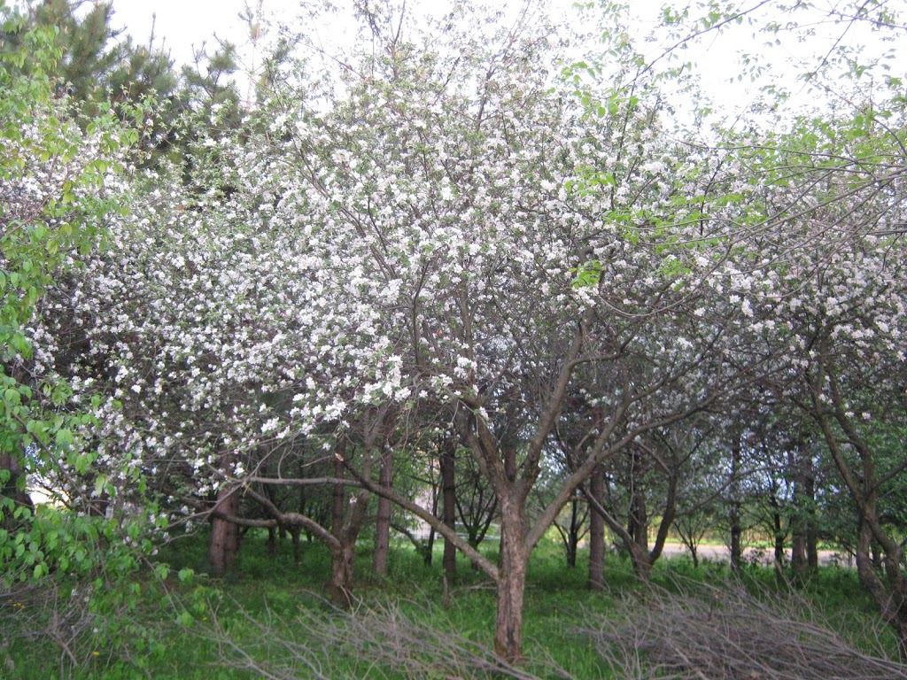 Ferme Inflorescence | 9160 Route des Ormes, Bécancour, QC G9H 3R5, Canada | Phone: (438) 476-3252