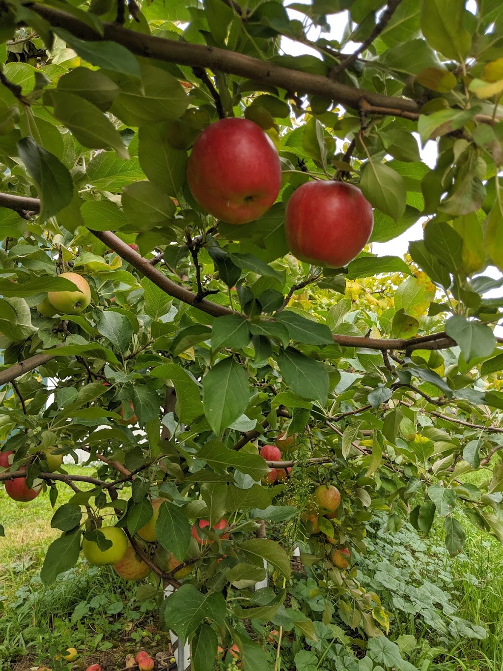 Frier Orchards — Rockburn Cidery | 2365 QC-202, Hinchinbrooke, QC J0S 1A0, Canada | Phone: (450) 264-2003