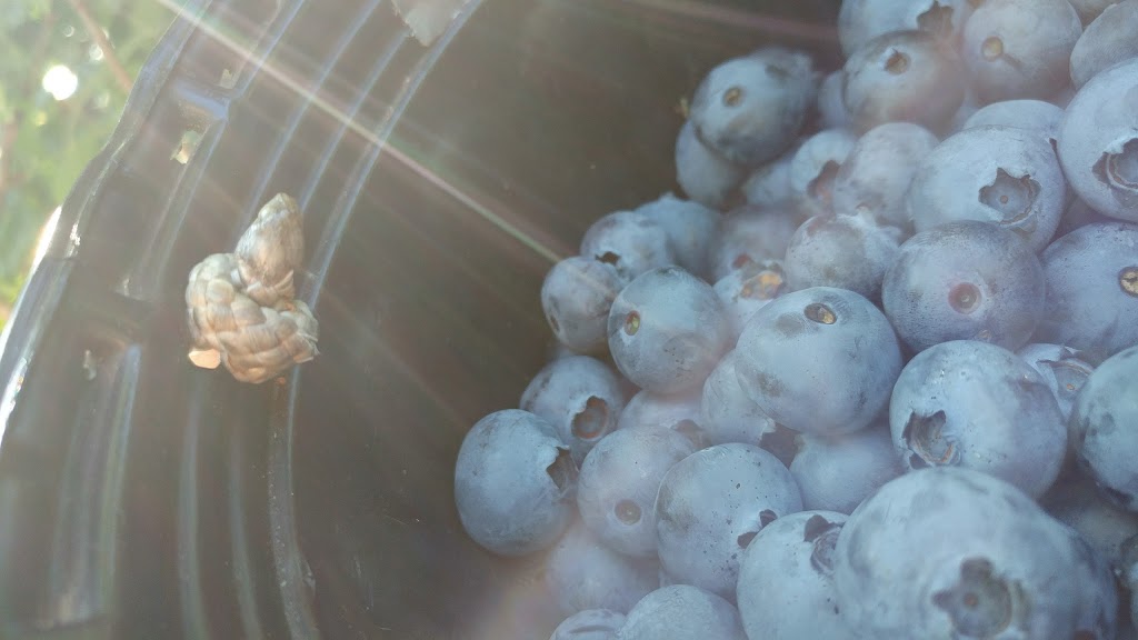 Powells Patch Blueberries | 37 Gilbert Rd, Simcoe, ON N3Y 4K2, Canada | Phone: (519) 428-1563