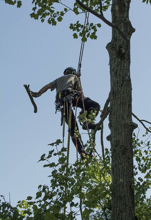 La Cime Arboriculture | 175 Rue Denis, Waterville, QC J0B 3H0, Canada | Phone: (819) 342-9242