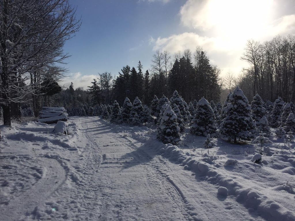 Randys U-Pick Christmas Trees | 148 Aylesford Rd, Springfield, NS B0R 1H0, Canada | Phone: (902) 547-2230