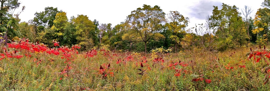 Moore Wildlife Management Area | 1616-1744 Bickford Line, St. Clair Township, ON N0N 1B0, Canada