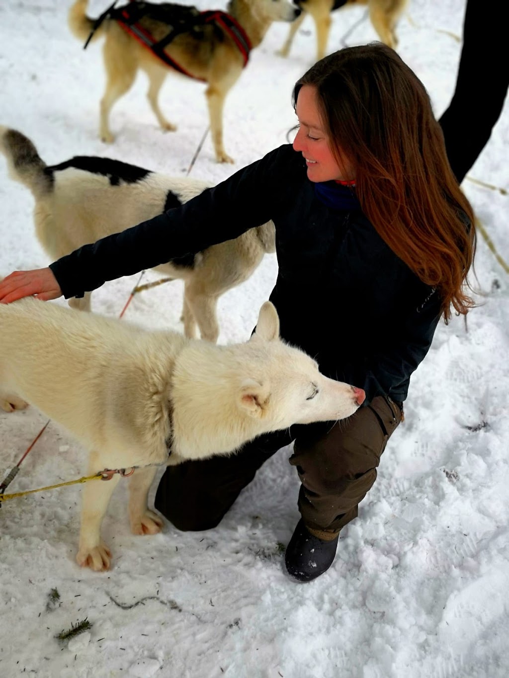 Chiens de traîneau Gatineau Sled Dogs | 10 Mnt Dumouchel, Thurso, QC J0X 3B0, Canada | Phone: (819) 983-2410