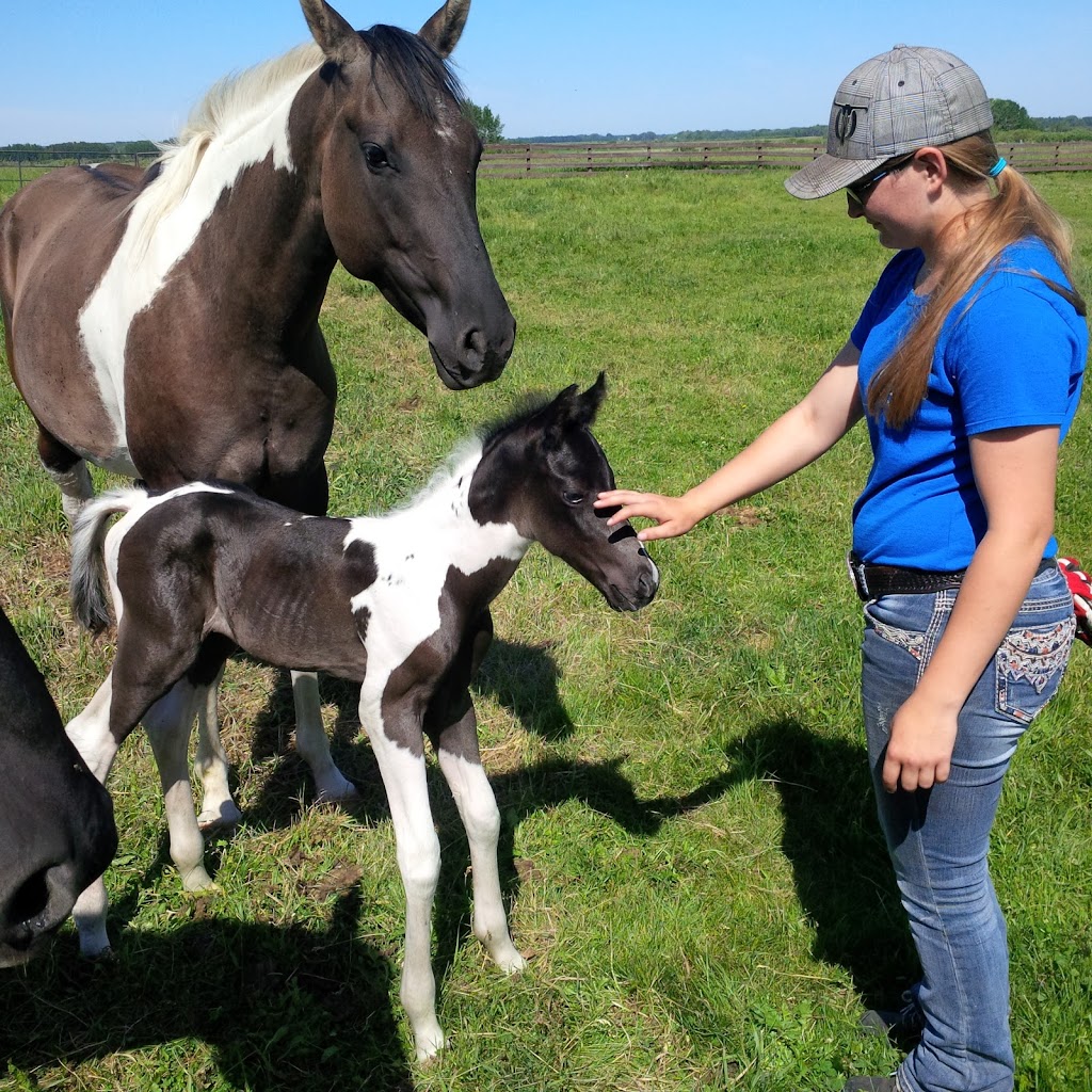 Wolf Hollow Ranch | 37242 RR 21, AB T4E 2L9, Canada | Phone: (403) 426-0072