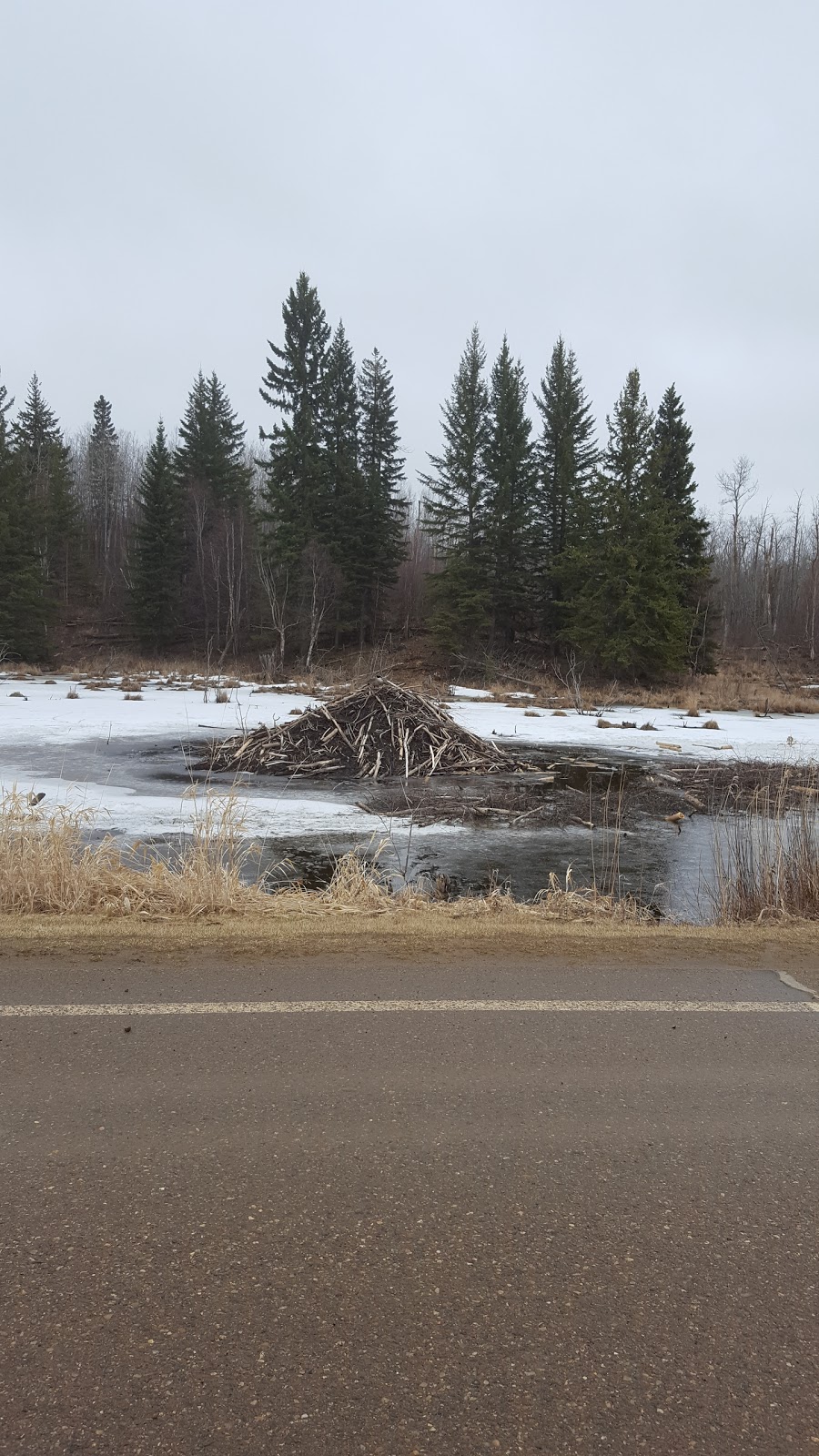 Bison loop road | Unnamed Road, Ardrossan, AB T8G 2A6, Canada