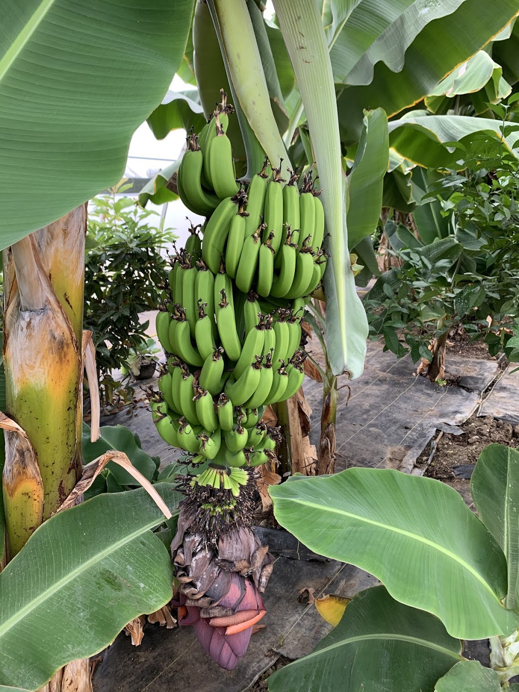 Canada Banana Farm | 38926 Moncrieff Rd, Blyth, ON N0M 1H0, Canada | Phone: (416) 399-9574