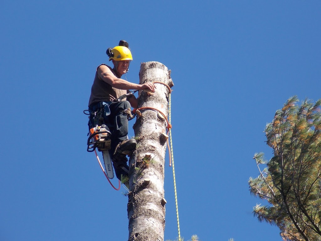 Muskoka Lakes Tree Service | 1124 Skeleton Lake 3 Rd, Utterson, ON P0B 1M0, Canada | Phone: (705) 641-9223