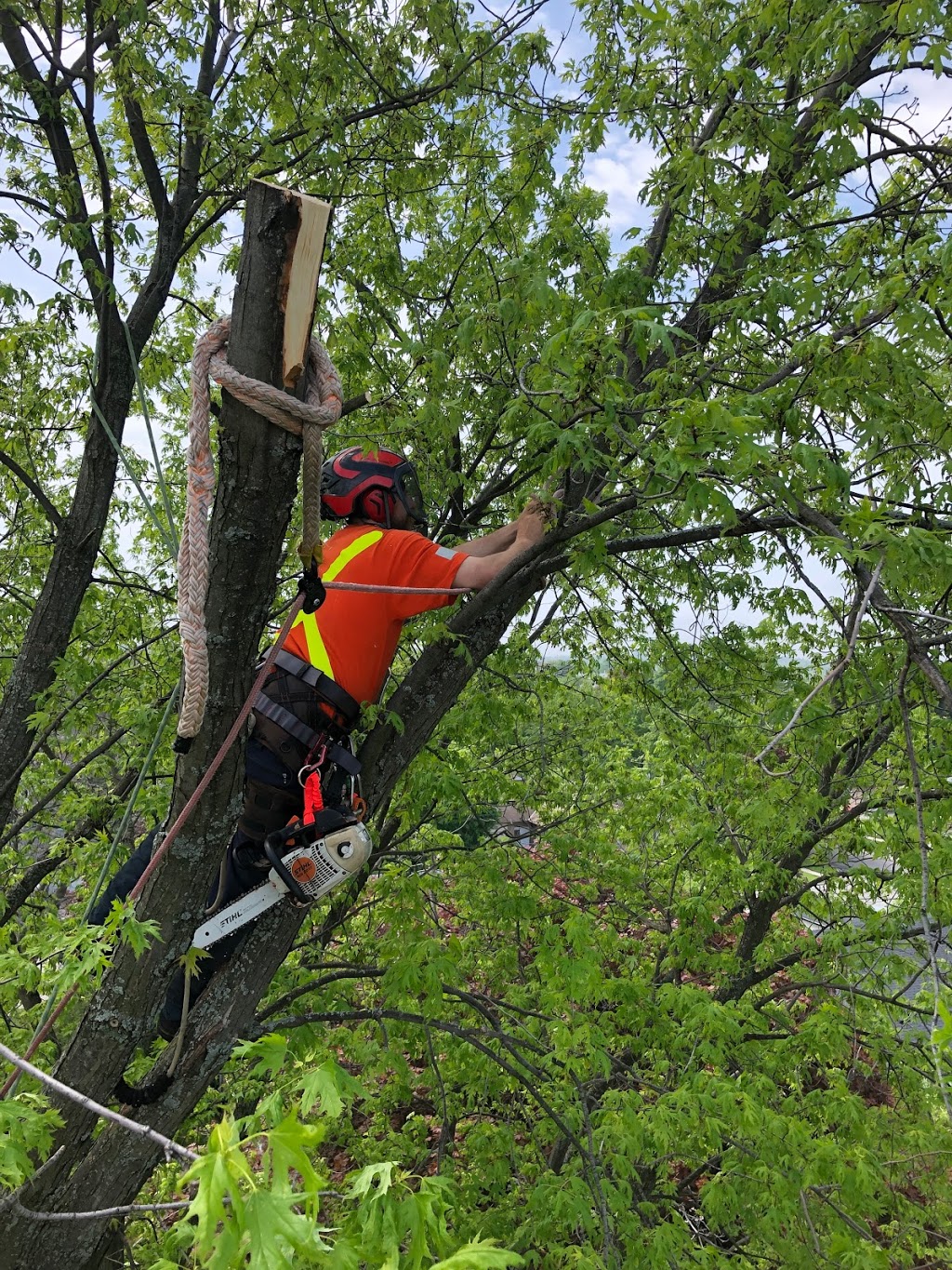 UTS Tree Care - Uxbridge Tree Service | 5 Banff Rd, Uxbridge, ON L9P 1S9, Canada | Phone: (833) 337-8733