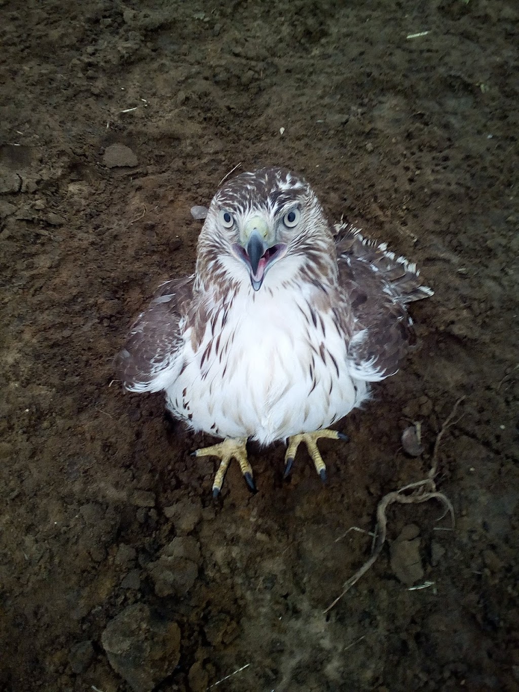 Shades of Hope Wildlife Refuge | 87 Routley Ave, Pefferlaw, ON L0E 1N0, Canada | Phone: (705) 437-4654