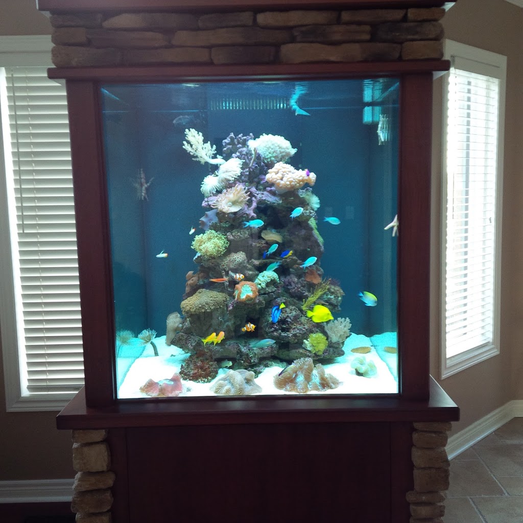 LT Aquariums | 850 Tapscott Rd Unit #8, Scarborough, ON M1X 1N4, Canada | Phone: (647) 829-8245