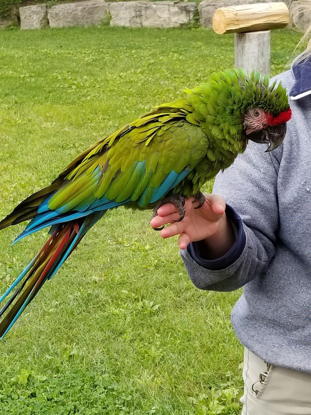 Parrot Paradise | Flamborough, Hamilton, ON N1R 5S2, Canada