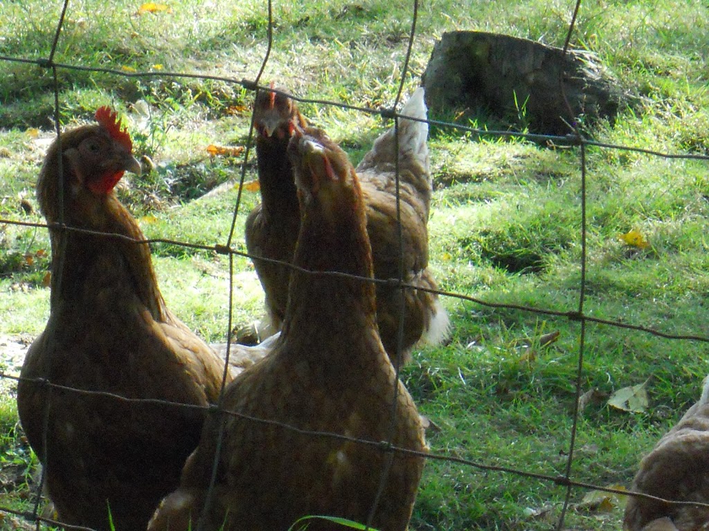 Fort Langley Farm Fresh Eggs | 22373 79 Ave, Langley City, BC V1M 2P9, Canada | Phone: (604) 513-9543