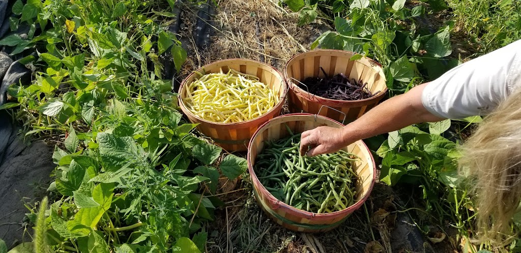 Natural Themes Native Plant Nursery & Organically Grown Produce | 219 Maybee Rd, Frankford, ON K0K 2C0, Canada | Phone: (613) 398-7971