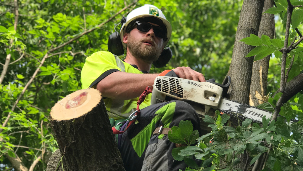 Francis Property and Tree Care | 2780 ON-35, Lindsay, ON K9V 4R4, Canada | Phone: (705) 241-9905