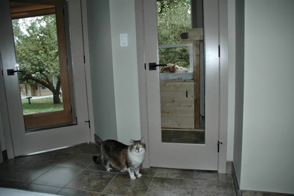 Lands End Cat Resort | 1434 Laurel Rd, North Saanich, BC V8L 5K8, Canada | Phone: (250) 656-1999