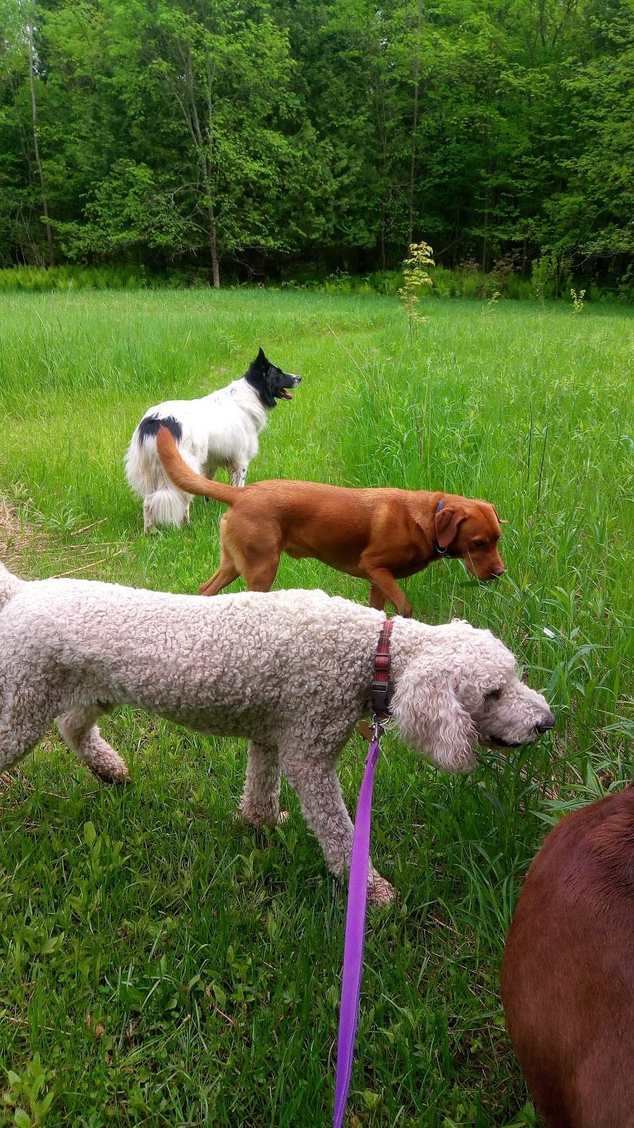 Regal Dogs Resort | 501 Concession Rd 3 W, Warkworth, ON K0K 3K0, Canada | Phone: (705) 924-3647