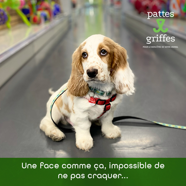 Pattes et Griffes St-Hubert | 1585 Bd des Promenades, Saint-Hubert, QC J3Y 5K2, Canada | Phone: (450) 812-8812