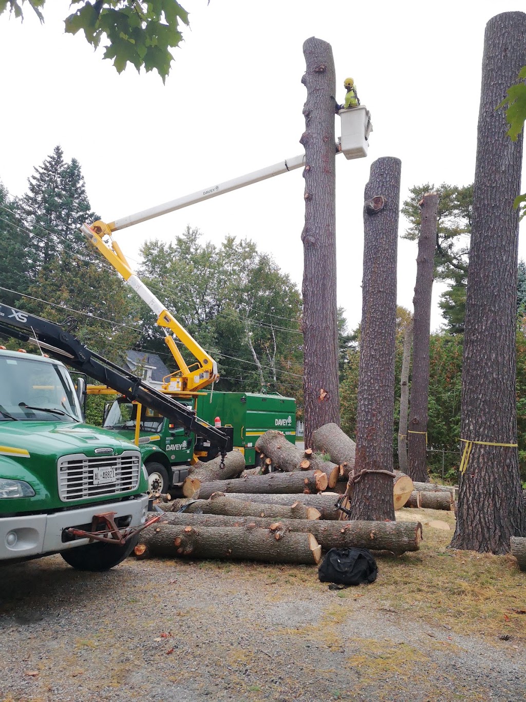 Davey Tree Expert Co. of Canada, Limited | 5 Monica Ln, Bracebridge, ON P1L 1P8, Canada | Phone: (705) 645-1965