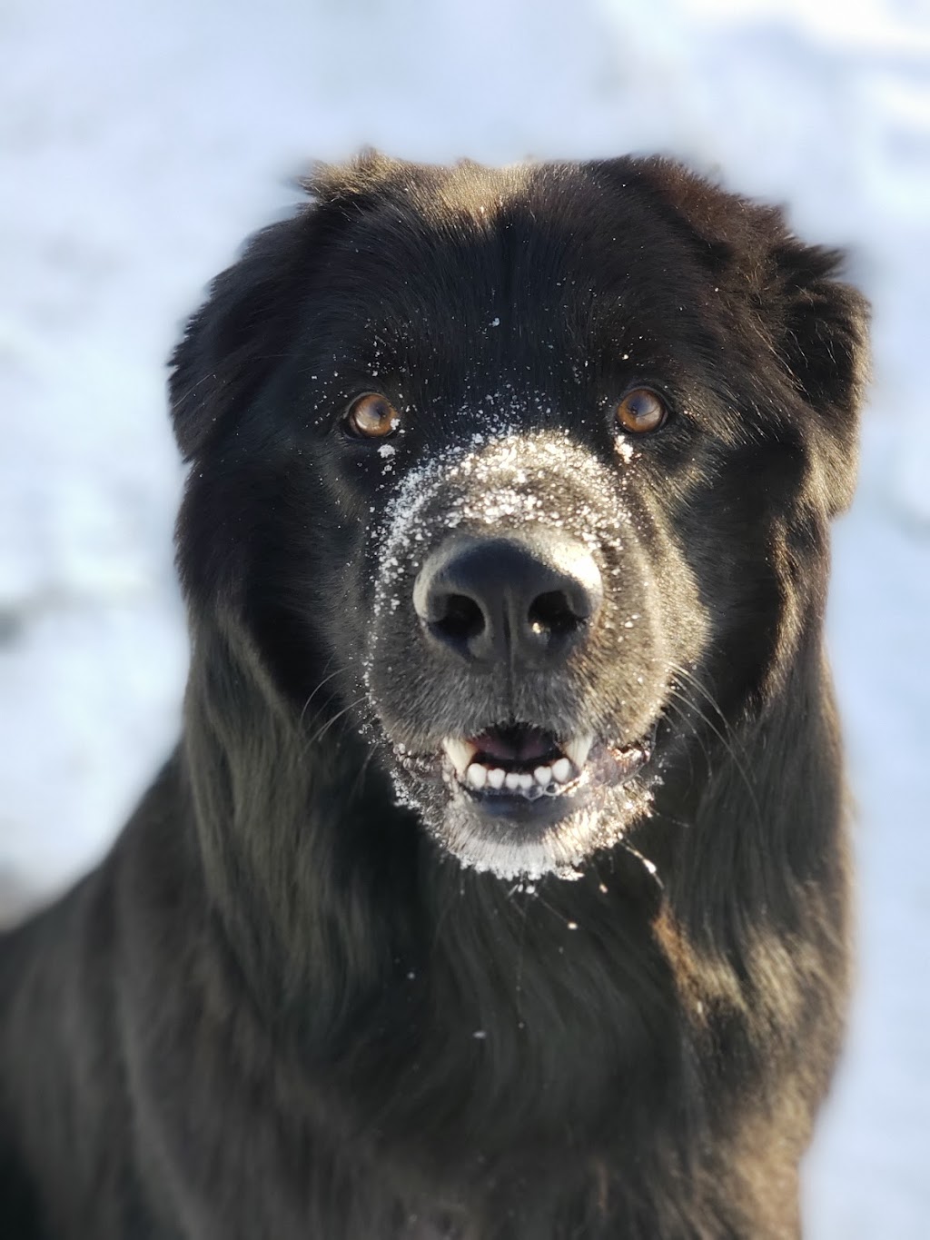 La Maison Socio-Éducachien | 985 Rang Ste Marie, Dolbeau-Mistassini, QC G8L 5Z3, Canada | Phone: (418) 518-2009