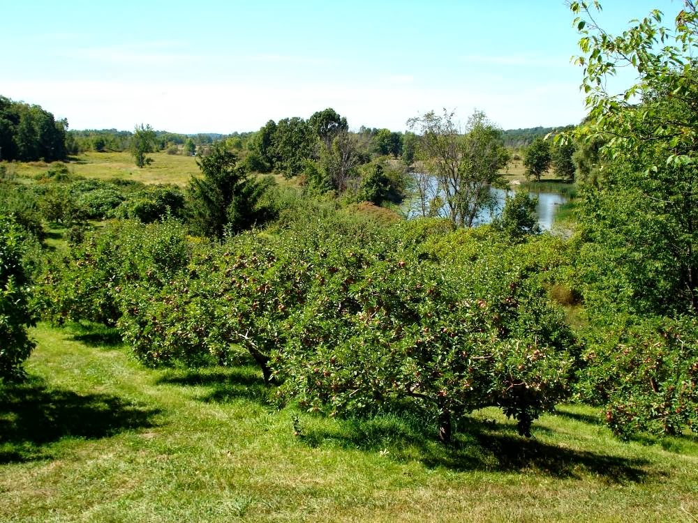 Waddell Apples | 1345 Washburn Rd, Seeleys Bay, ON K0H 2N0, Canada | Phone: (613) 546-1690