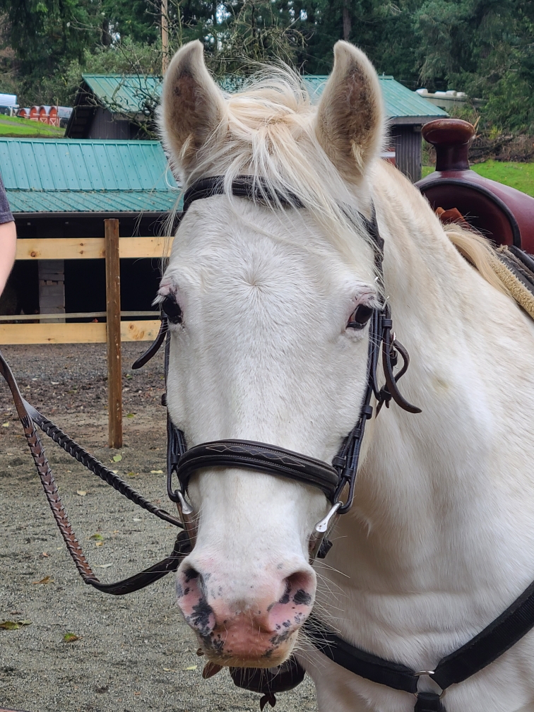 Giddy-Up Equestrian | 5480 Sooke Rd, Sooke, BC V9Z 0C7, Canada | Phone: (236) 882-2023