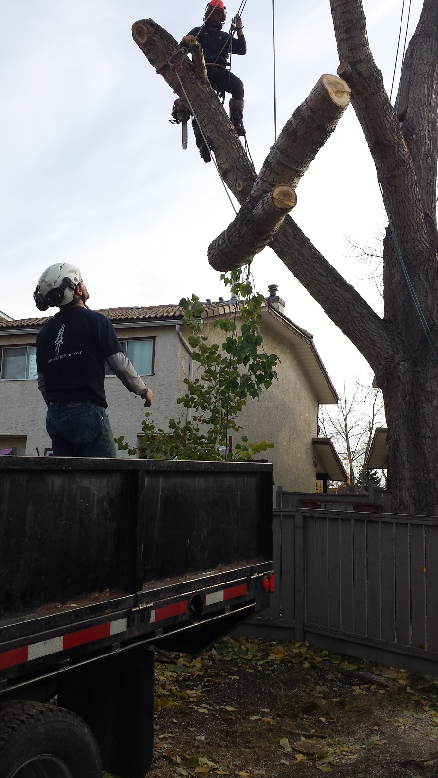 Adair Tree Care Ltd. | 2323B 24 Ave NE, Calgary, AB T2E 8L9, Canada | Phone: (403) 686-6030