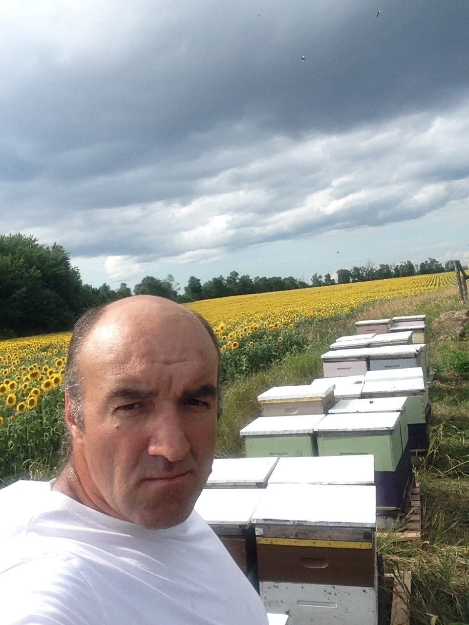 Bees Universe Honey Farm | 1773 20th Sideroad, Innisfil, ON L9S 4H8, Canada | Phone: (416) 819-2337