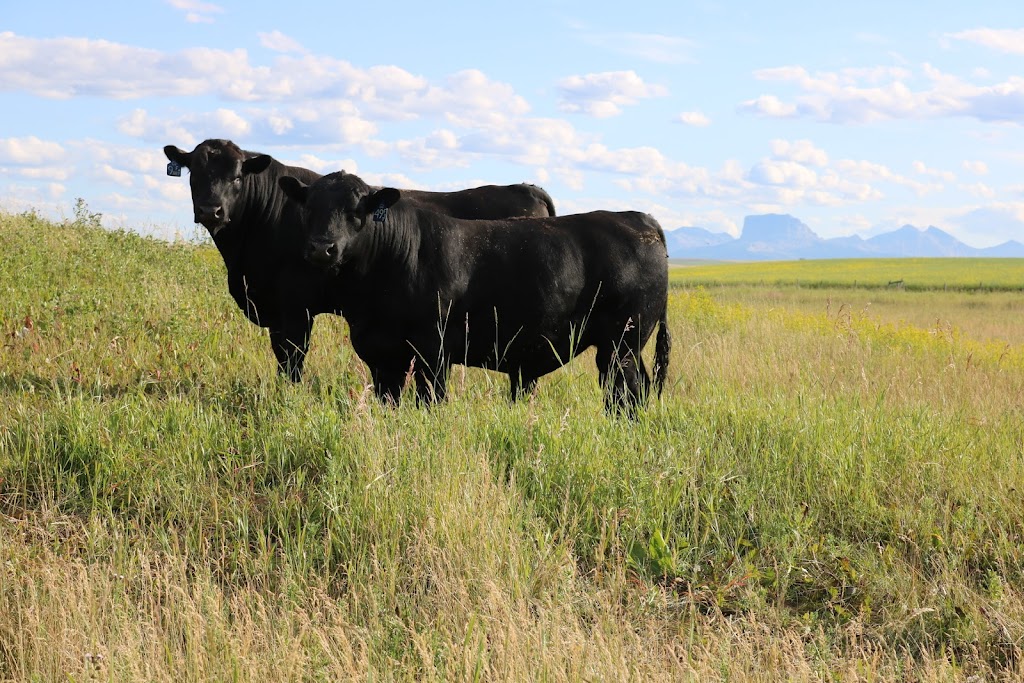 Rafter Lazy S Livestock INC | Box 4, 4 St W Site 4, Cardston, AB T0K 0K0, Canada | Phone: (403) 892-5049