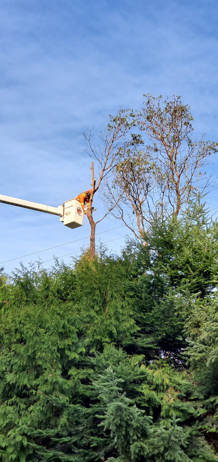 ATF Tree Service | 2710 Clover Close, Nanaimo, BC V9R 7C6, Canada | Phone: (250) 927-8733