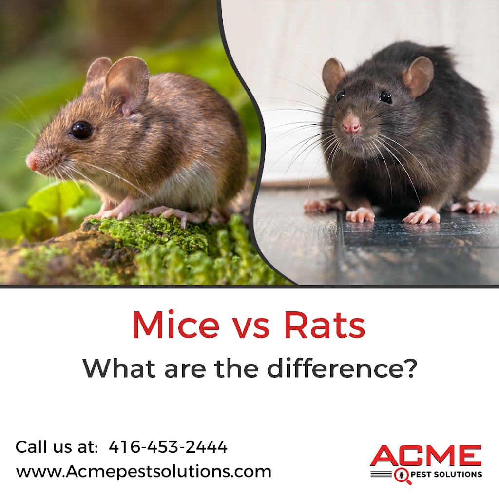 Acme Pest Solutions | 1244 Ellenton Crescent, Milton, ON L9T 6V3, Canada | Phone: (416) 453-2444