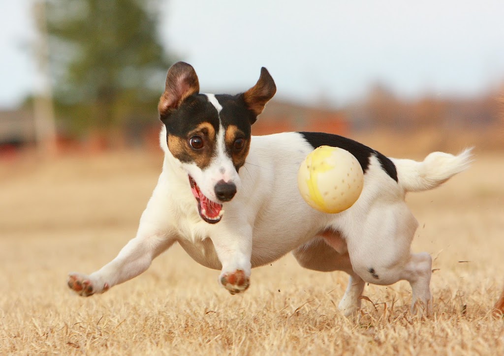 RV Boarding Kennel | SW 1 22 6W, Eriksdale, MB R0C 0W0, Canada | Phone: (204) 739-3445