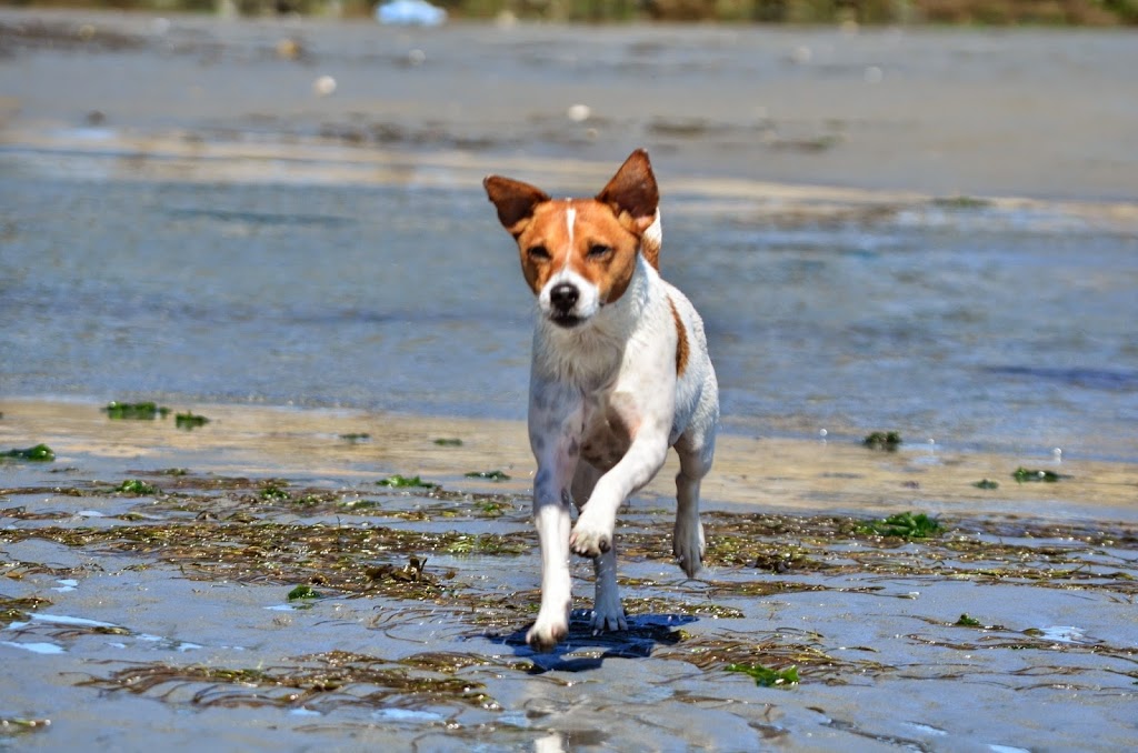 Sands of Morning Beach | 1098 Ellis Rd, Galiano Island, BC V0N 1P0, Canada | Phone: (250) 539-3783