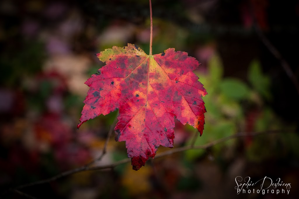 Sophie Design & Photographie | 15 Chemin du Lac de la Carpe, Lac-des-Plages, QC J0T 1K0, Canada | Phone: (819) 216-7463