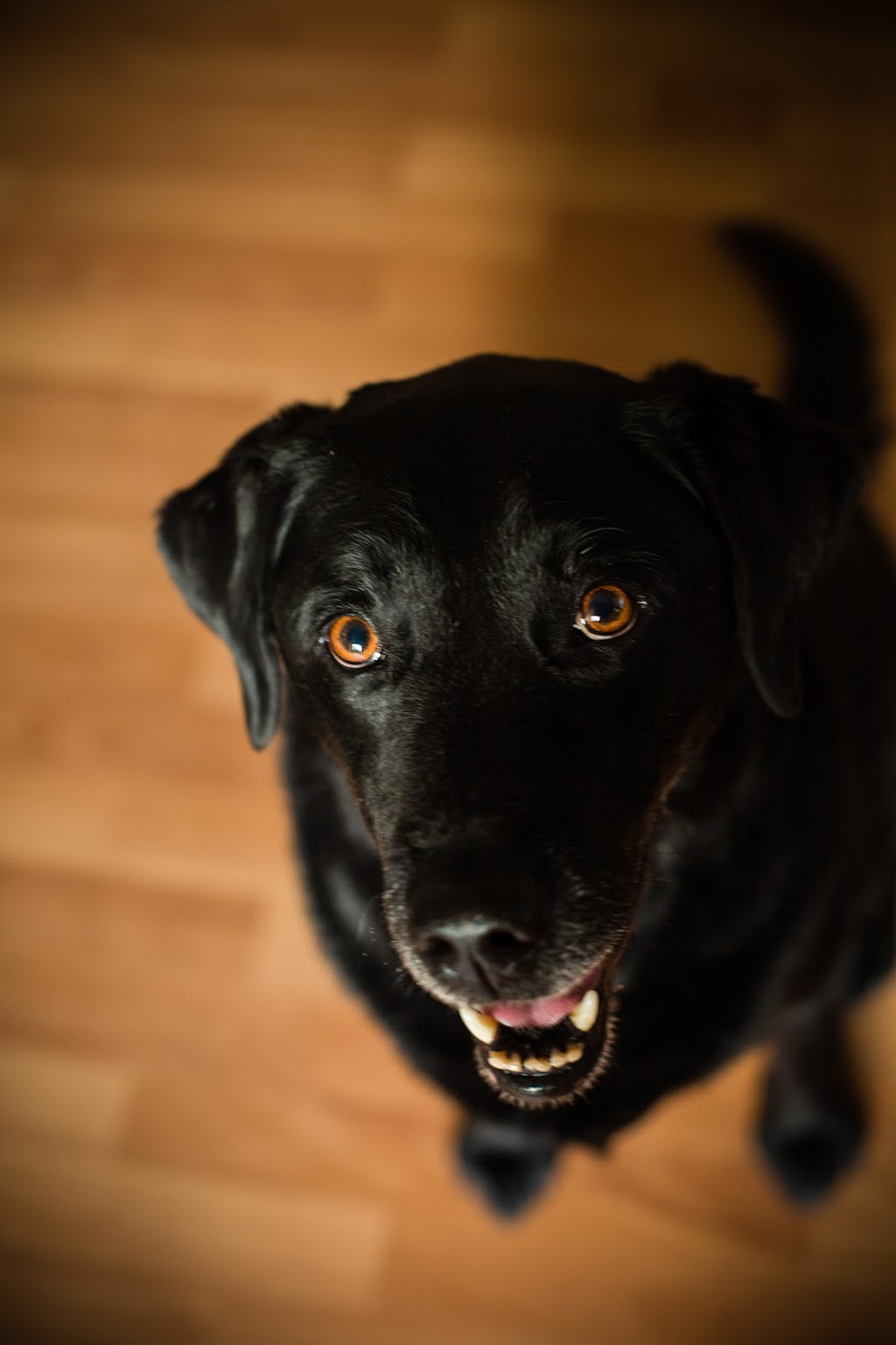 Muddy Love Pet Photography | 1441 Briarlynn Crescent, North Vancouver, BC V7J 3G4, Canada | Phone: (604) 999-8468