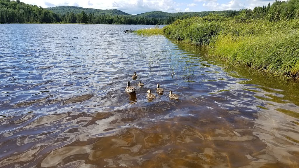 Camping Francine | 281 Chemin du Lac Cloutier, Lantier, QC J0T 1V0, Canada | Phone: (819) 324-2060