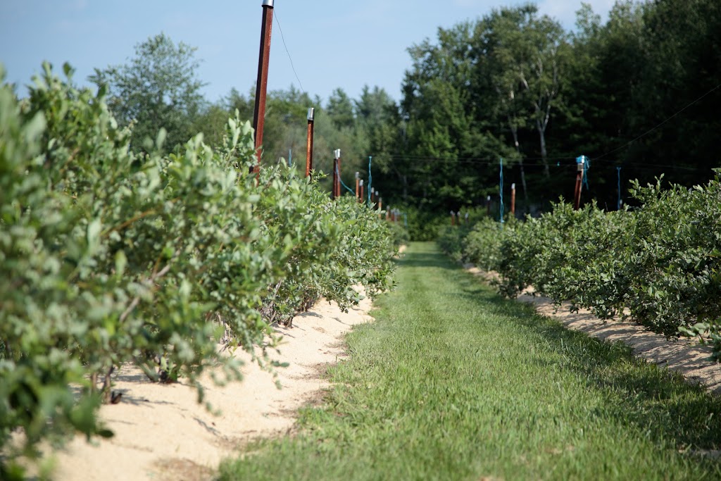 Bleuetière des plaines | 186 Chem. de la Plaine, Sainte-Anne-des-Plaines, QC J0N 1H0, Canada | Phone: (514) 207-8424