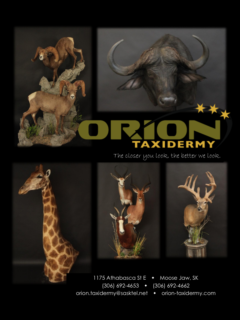 Orion Taxidermy | 1175 Athabasca St E, Moose Jaw, SK S6H 0N4, Canada | Phone: (306) 692-4653