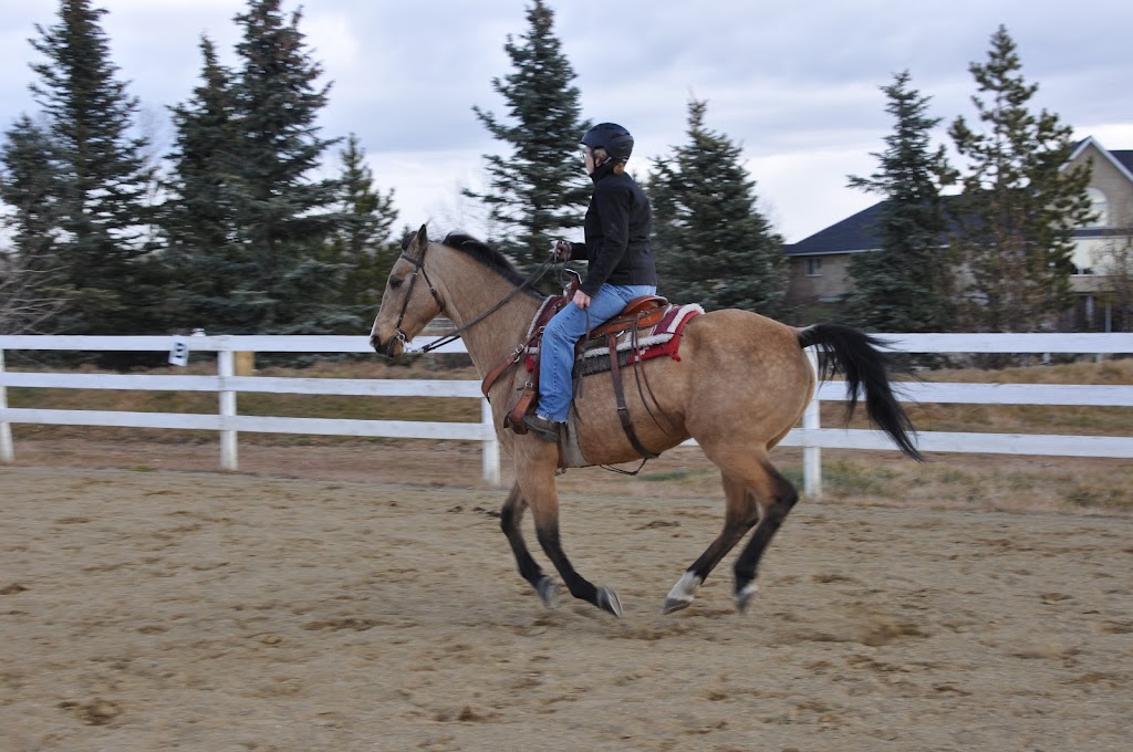 Highland Stables- Pure Spanish Horses | Township Rd 272, Cochrane, AB T0M 1L0, Canada | Phone: (403) 932-7797