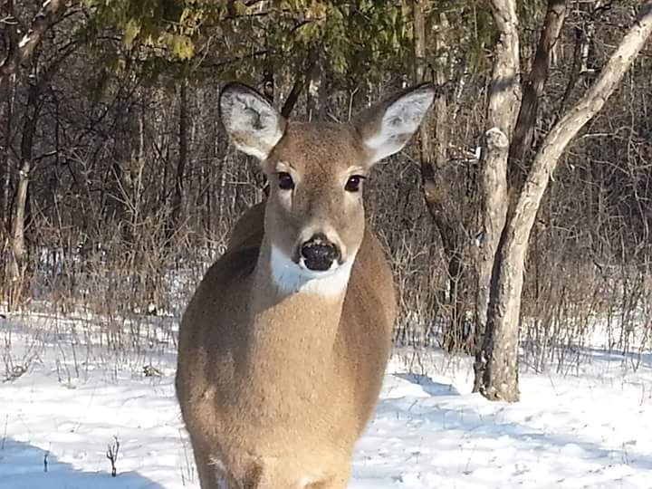 Assiniboine Park | 55 Pavilion Crescent, Winnipeg, MB R3P 2N6, Canada | Phone: (204) 927-6000