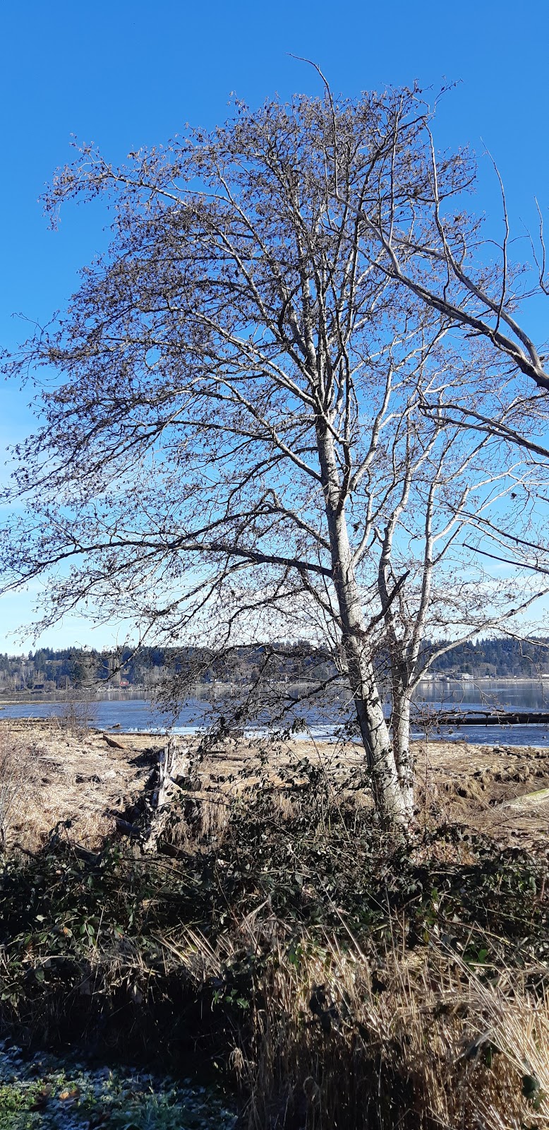 Courtenay Rotary Sky Park | Courtenay Riverway Heritage Walk, Courtenay, BC V9N 3S3, Canada | Phone: (250) 338-1525