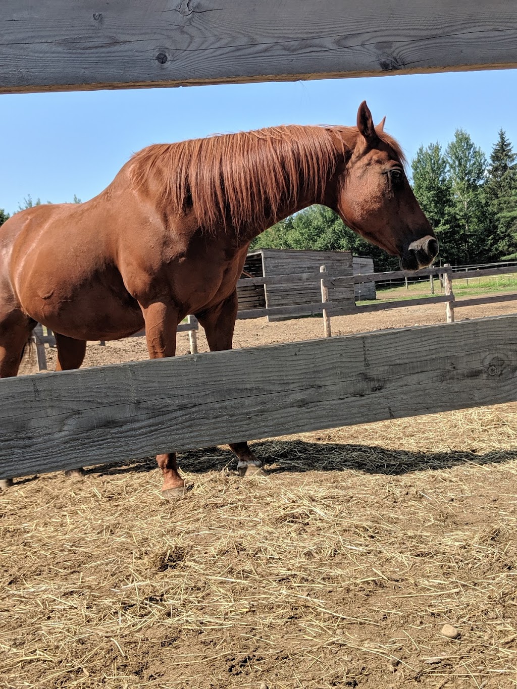 The Equi-AMI stables | 1251 Chem. des Défricheurs, Shawinigan, QC G9T 5K4, Canada | Phone: (819) 533-3221