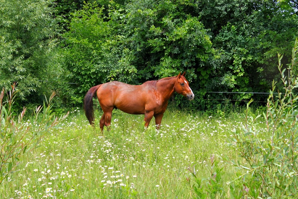 Equestrian Riding Center Bonanza | 65 Chem. de lÉquerre, Laval, QC H7L 1W3, Canada | Phone: (450) 625-6031