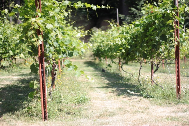 SouthEnd Farm Winery | 319 Sutil Rd, Quathiaski Cove, BC V0P 1N0, Canada | Phone: (250) 285-2257