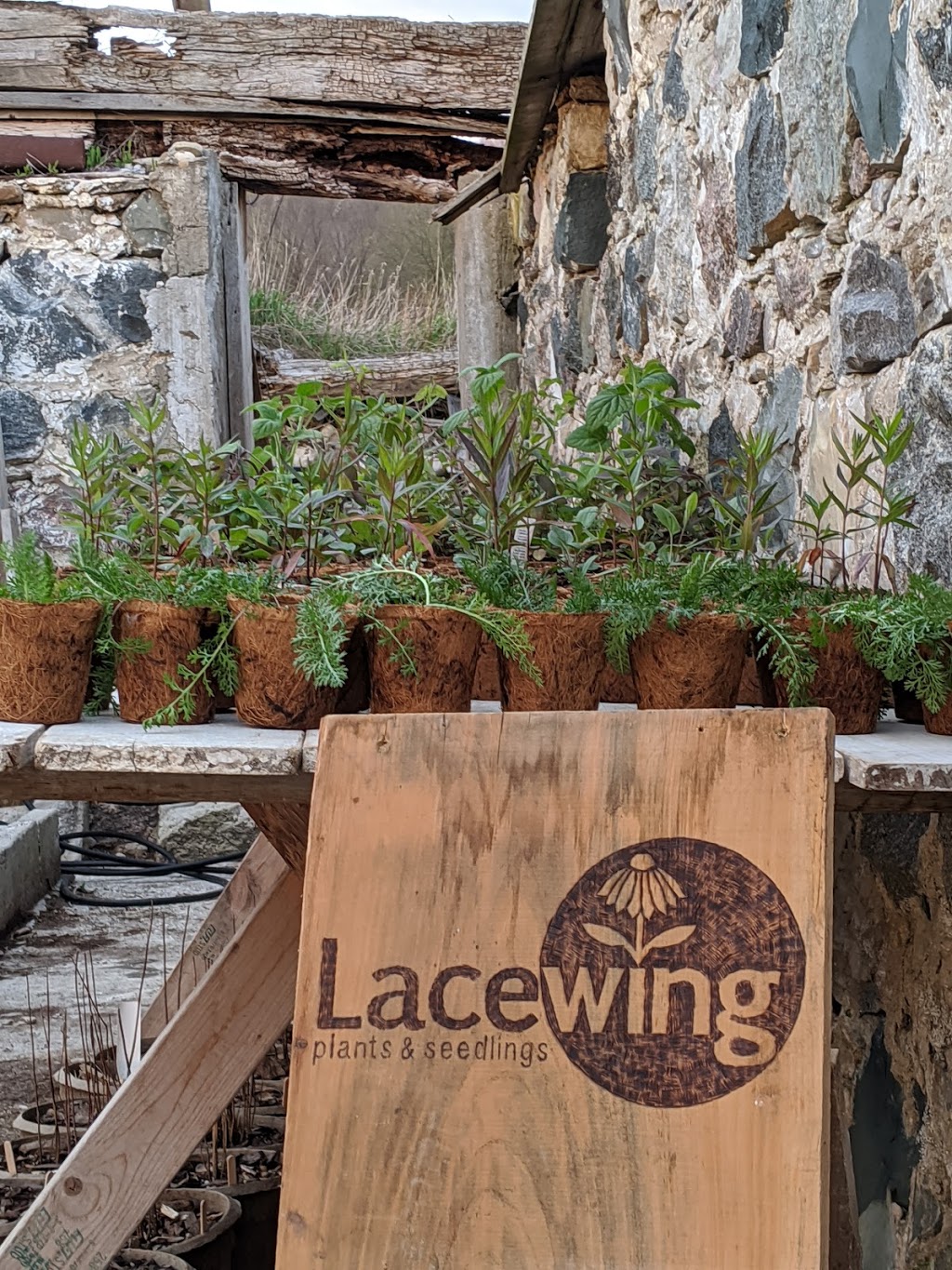 Lacewing Plants and Seedlings (at Fiddlehead Nursery) | 235599, Grey County Rd 13, Kimberley, ON N0C 1G0, Canada | Phone: (647) 465-7829