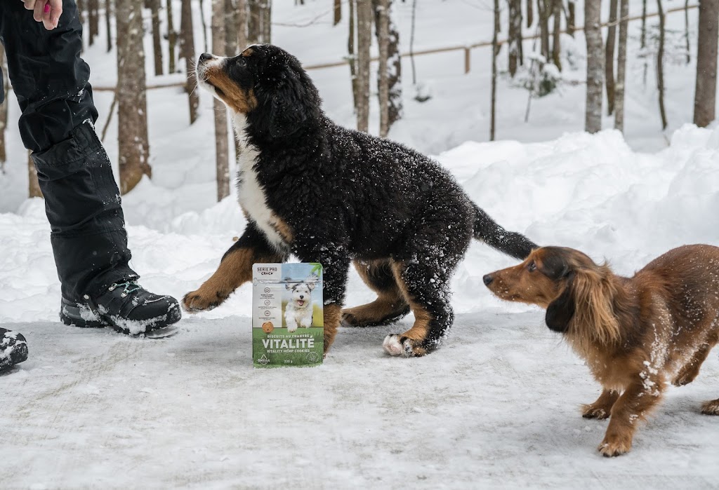 Crocx - Produits naturels de chanvre pour animaux | 455 4e rang de Simpson, Saint-Cyrille-de-Wendover, QC J1Z 1T8, Canada | Phone: (819) 850-2643